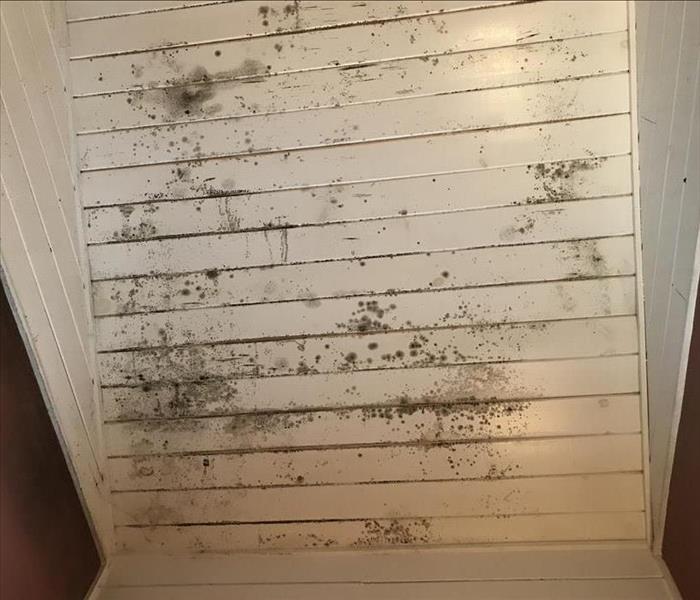Brown mold patches all over white panels of ceiling