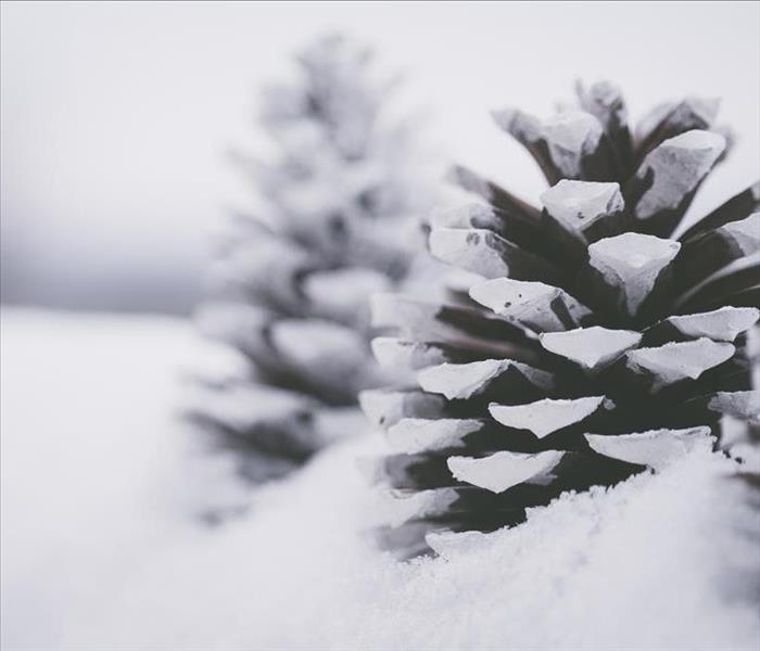 Close-up of pine cones covered by snow